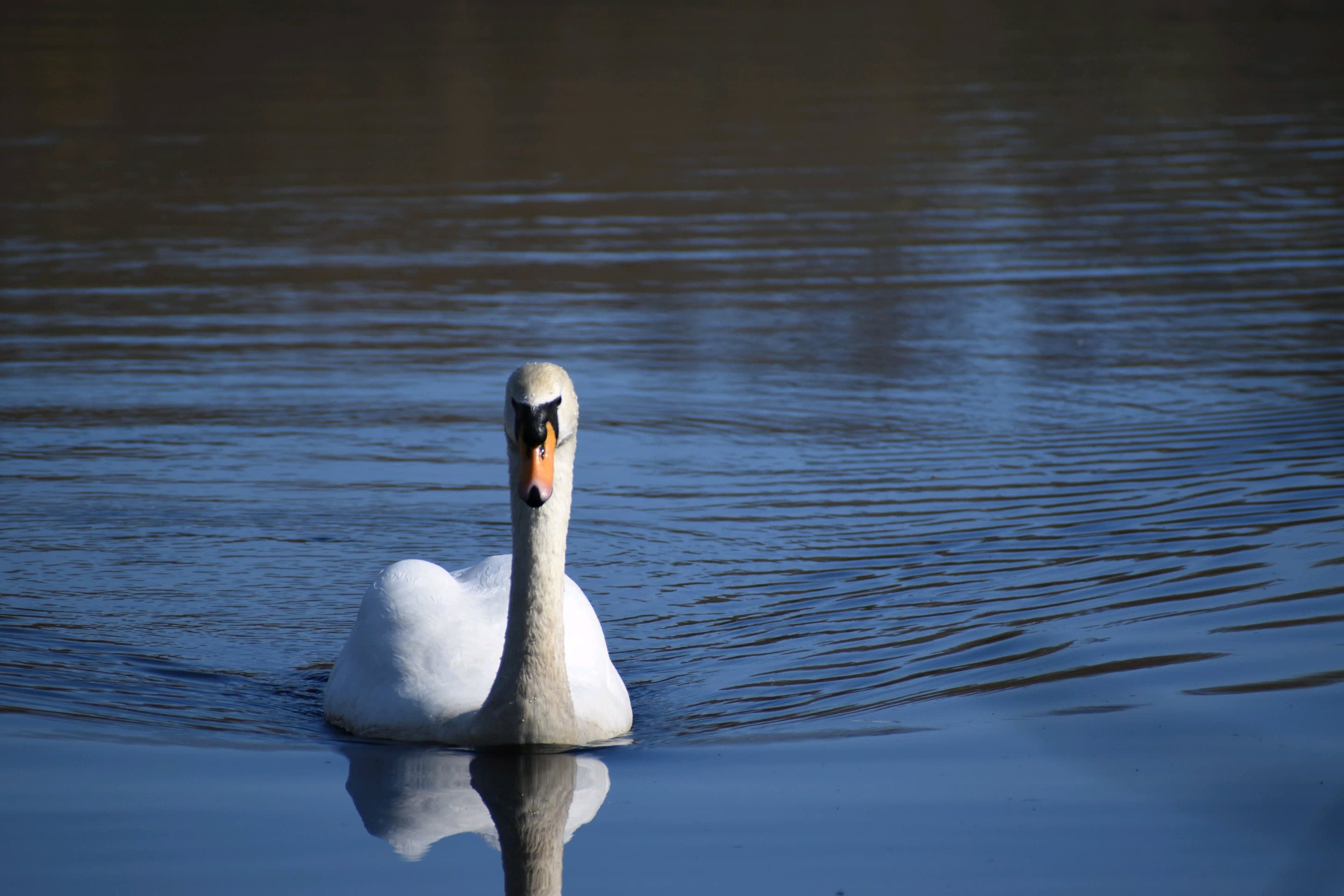 🦚 Wildlife Photography