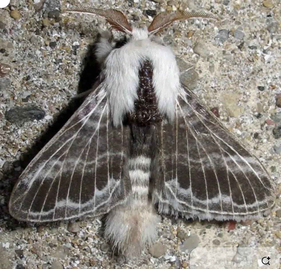 Large Tolype moth