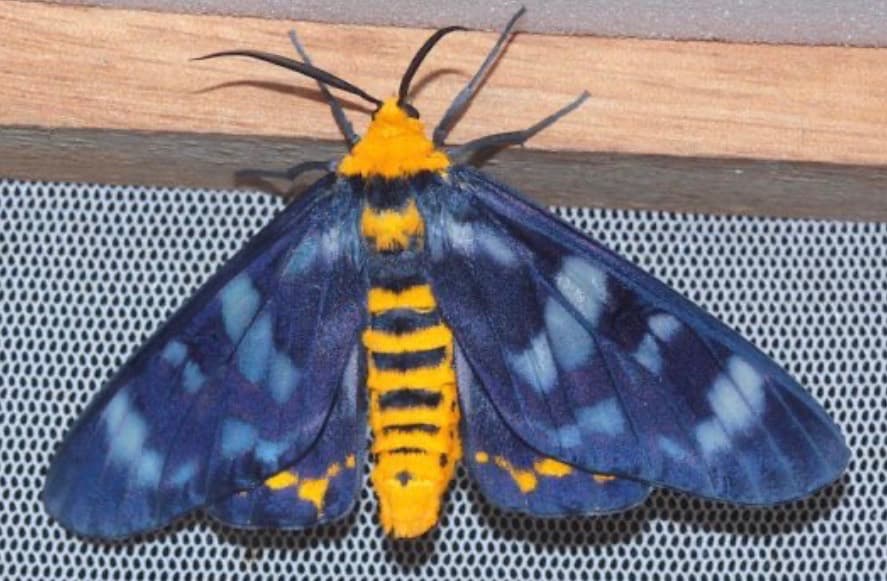 4 o’ clock moth