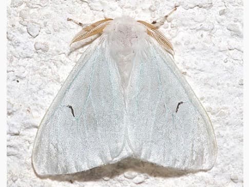 Arctornis moth
